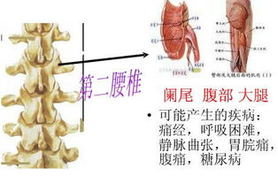 每一块颈 胸 腰椎体受损会引起那些病 