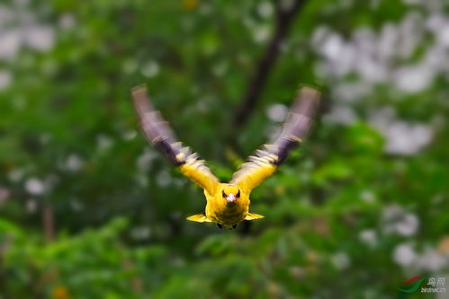 飞翔黄鹂鸟 