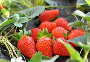 一株草莓能活几年 草莓几代苗结果最好