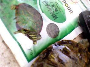 巴西龟什么牌子的龟粮味道好,营养高 我的龟龟8cm大 