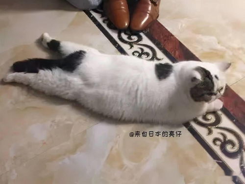 亮仔丨日本小伙在中国的养猫趣事 二