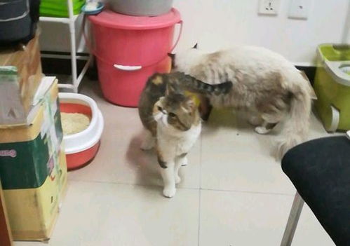 是什么导致猫咪喝水有序排队 是爱吗 还是害怕