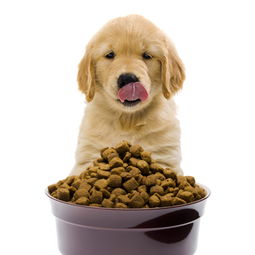 一个月大的小狗喂狗粮,一次喂多少粒 一天喂几次 