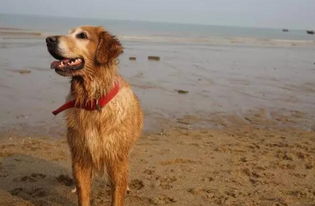 厦门8岁金毛犬在海边捡了5年垃圾 看完却心酸 