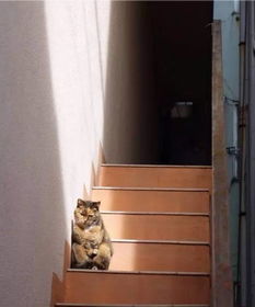 网友找了一圈都没找到猫,来到楼梯口却看到... 