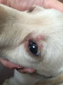 狗狗两个月,眼睛周围红肿是什么原因 该怎么治疗 