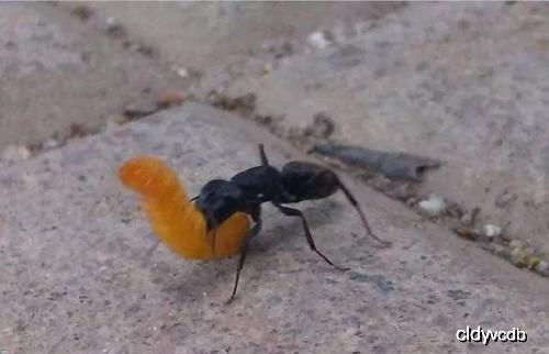 蚂蚁就算旋转自杀,也走不出人画的一个圈圈 科学家给出原因