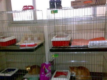 图 宠物寄养家庭北京猫狗兔家庭寄养15元起上门价格面议 北京宠物服务 