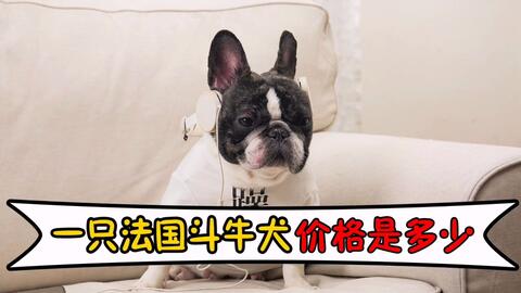 法斗犬体臭严重怎么办