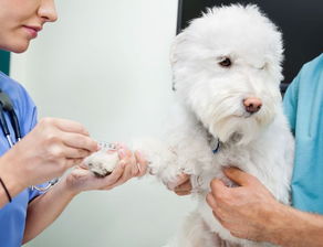 狗狗疫苗知识大全 接种时间 要点与常见问题
