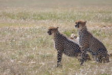 肯尼亚 带着 小射手 们游猎动物天堂