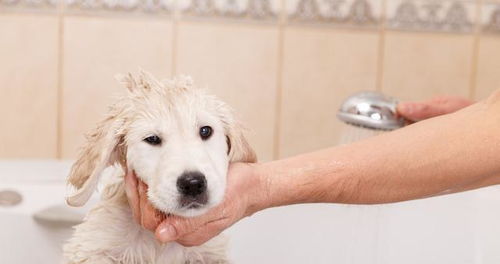 调皮的狗狗爱玩水,给闹腾的它们洗澡也不容易,掌握技巧会更轻松
