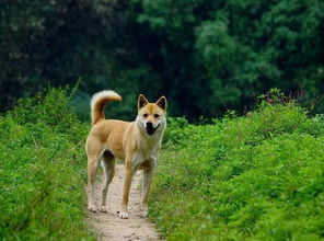 最 好养 的6种狗狗,我大中华田园犬位居榜首,你养的是哪种