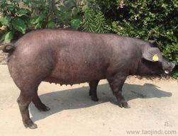 江苏先锋猪厂场出售母猪品种有三元,二元,长白,大约克,杜洛克,太湖,苏太,梅山等 