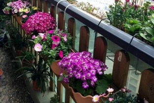 高层阳台养花需谨慎,注意好这几点,才能养好花