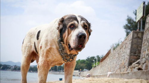 中亚狂战天下猛犬比特,只不过是开胃菜 