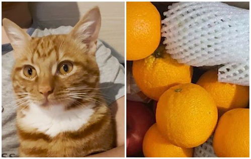 上海一男子 橘猫换橘 借邻居撸猫半小时 竟换得3颗橙子