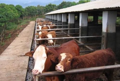 牛肉价格逐年上涨,市场规模超8000亿,为何农民却不愿意养牛