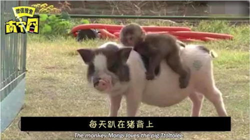 小肥猪和猴子成为了好朋友,骑猪少年指日可待 