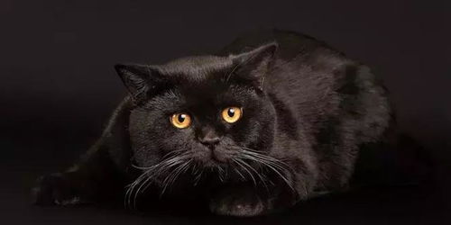 在被弃养的猫咪中,70 都是黑猫