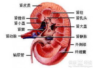 为什么说肾癌是最轻癌症