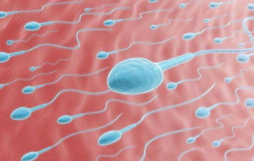 那些没有成功受精的精子，你知道都去哪了吗？