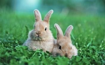 春季家兔感冒防治有妙招