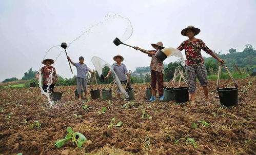 新土地管理法即将实施 农民将享受三大利好