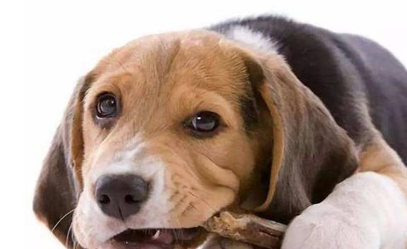 为什么狗狗便便会很臭,你知道原因和解决方法吗
