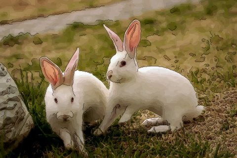属兔的几日出生最好命 哪几天出生的属兔人命运好