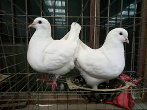 目前大型银王鸽养殖场出售青年鸽多少钱一只