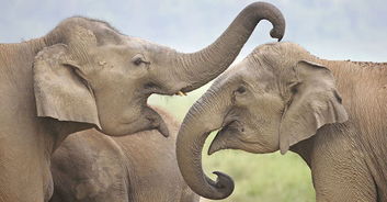 暑假到了 云南哪些地方能陪孩子看大象 