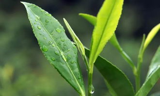 人间三月,这是属于你的季节 