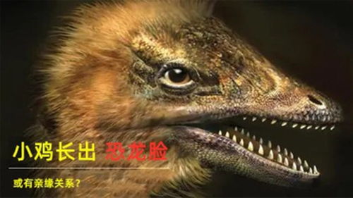 鸡和恐龙真有亲缘关系 科学家惊人成果,让鸡长出恐龙脸 
