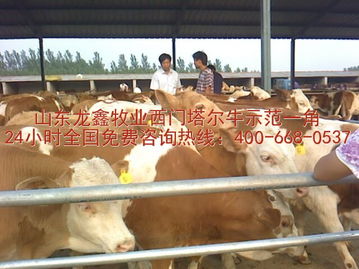 肉牛养殖找龙鑫 肉牛养殖场山东龙鑫牧业
