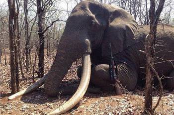 非洲 象王 被德国人自由猎杀之后,斩获110斤象牙,残忍 图