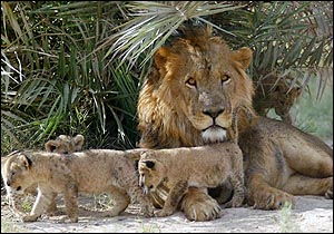 乌代的狮子新添六宝宝 已过上幸福新生活 
