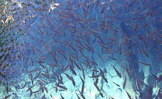 海洋小鱼摄影图片高清图片免费下载 jpg格式 编号15249264 千图网 