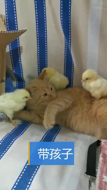 小猫和鸡这是相恋了,竟然还帮忙看着鸡宝宝,场面太暖心了 