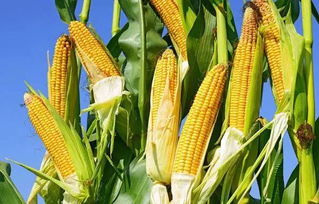 玉米怎么种才能高产,玉米全生育期高产种植技术