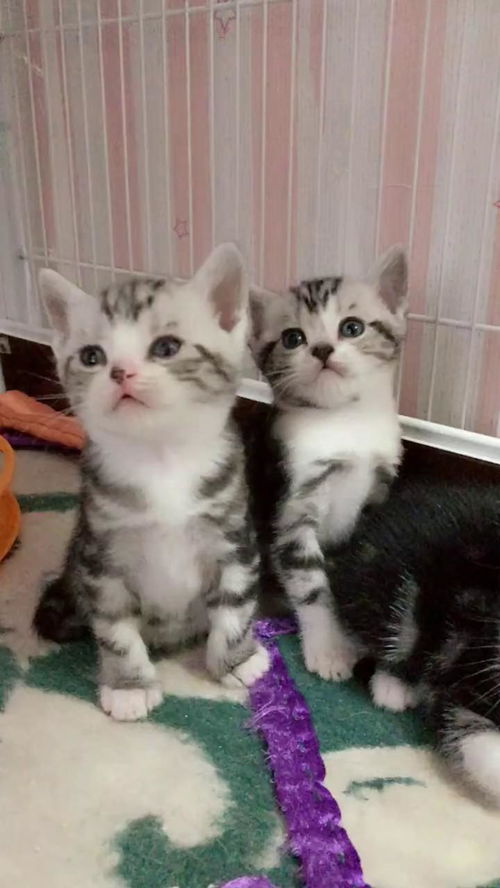两只双胞胎小猫太可爱啦 