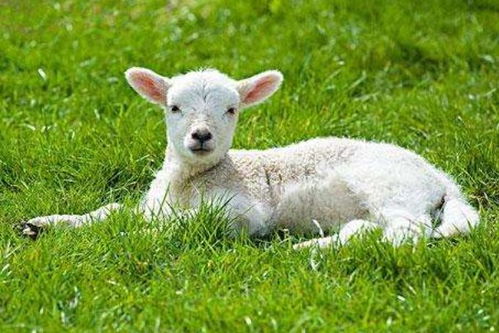 羊羊羊羊 的终身寿数,6月5号该何去何从 也许这就是 命