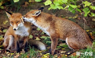 狐狸养殖中的常见疾病有哪些 常见的狐狸疾病介绍