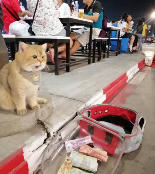 猫咪坐路边等主人吃饭,结果路人往猫包里扔钱,它气得骂骂咧咧