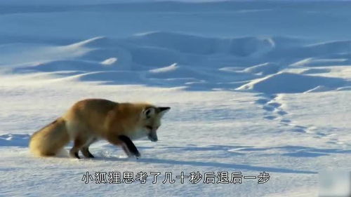 狐狸跳起来插进雪地,网友嘲笑蠢萌,3秒之后真相了 
