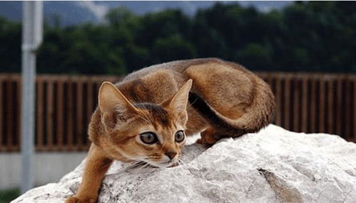 狂野之猫红阿比的外形特征, 以及历史起源的简单介绍