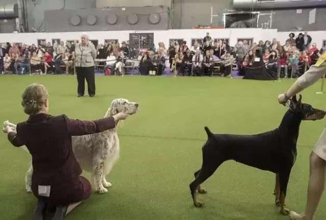 2017年最盛大的名犬大趴, 来看你认识多少汪星人