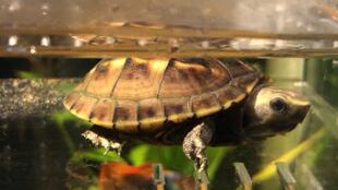小龟们的新家 新的龟缸小龟追踪