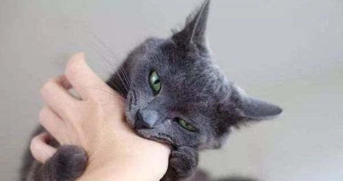 猫为什么会突然咬抚摸它的人 看完后,才知道自己错了这么多年