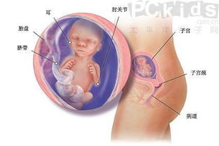 怀孕五个月胎儿图 